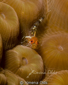 Triple Fin Blenny by Ximena Olds 